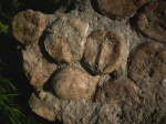 Macropneustes deshayesi, Paleogene, Dikilitash Formation, Beloslav, Bulgaria