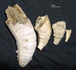 Caryophyllia sp., миоцен, д.Опанец, Болгария