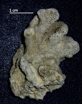 Stylophora subreticulata, миоцен, д.Биволаре, Болгария
