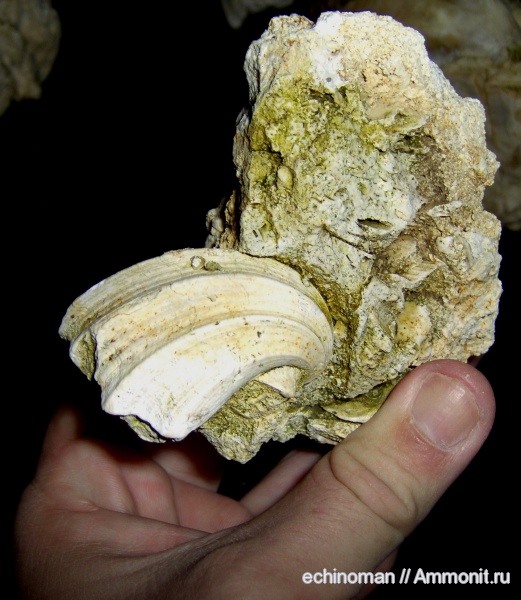 двустворки, маастрихт, верхний мел, Neithea, Болгария, Neithea striatocostata, Maastrichtian, Upper Cretaceous