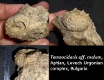 Temnocidaris aff. malum, Aptian, Lovech Urgonian complex, Bulgaria