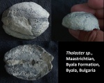Tholaster sp., Maastrichtian, Byala Formation, Byala, Bulgaria