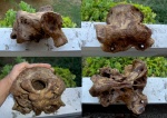 Часть из черепа Гиганского (Большерогого) оленя (Megaloceros giganteus), плейстоцен, река Дунай, Болгария