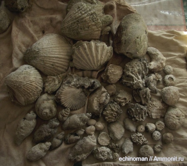 брахиоподы, морские ежи, мшанки, кораллы, двустворки, кольчатые черви, брюхоногие моллюски, верхний мел, Болгария, Upper Cretaceous