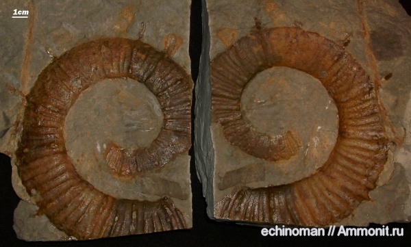 аммониты, головоногие моллюски, Crioceratites, Ammonites, Болгария, Crioceratites spinosus