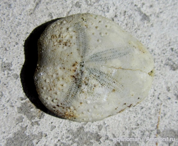 морские ежи, палеоген, Болгария, Maretia grignonensis, Maretia