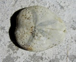 Maretia aff. grignonensis, Lutetian, Dabravino quarry, Bulgaria