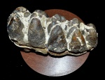 Зуб мастодонта 2