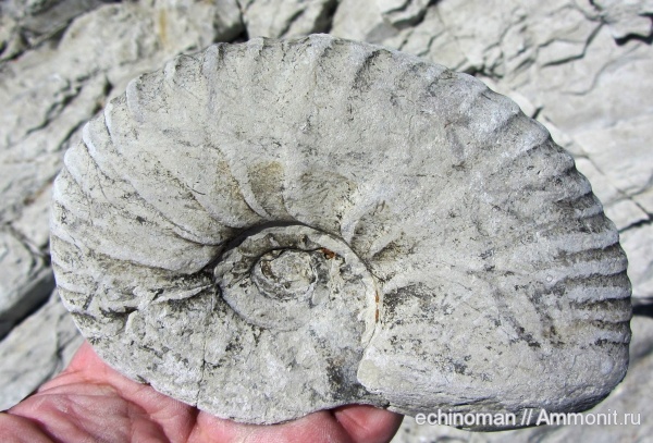 аммониты, головоногие моллюски, верхний мел, Ammonites, Болгария, Pachydiscus, Pachydiscus gollevillensis, Upper Cretaceous
