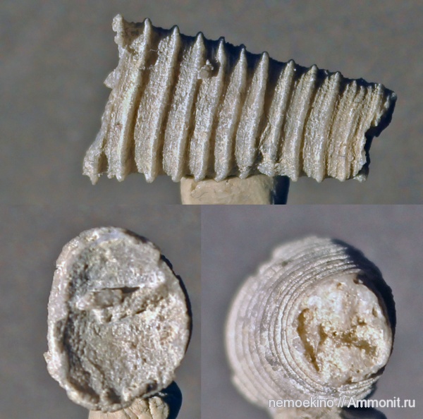карбон, головоногие моллюски, Cycloceras, Orthocerida
