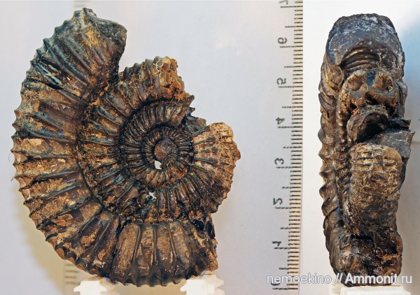 аммониты, Ammonites, Сызрань