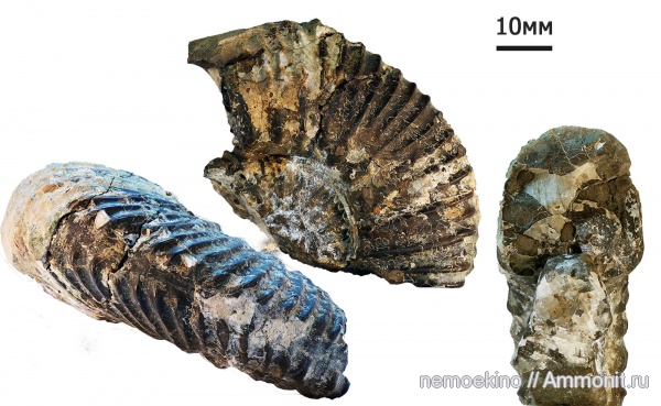 аммониты, юра, кимеридж, Aulacostephanus, Ammonites, Сызрань, Aulacostephanus volgensis, Kimmeridgian, Jurassic, Upper Jurassic