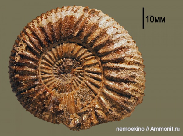 аммониты, юра, Epivirgatites, Ammonites, Сызрань, Jurassic