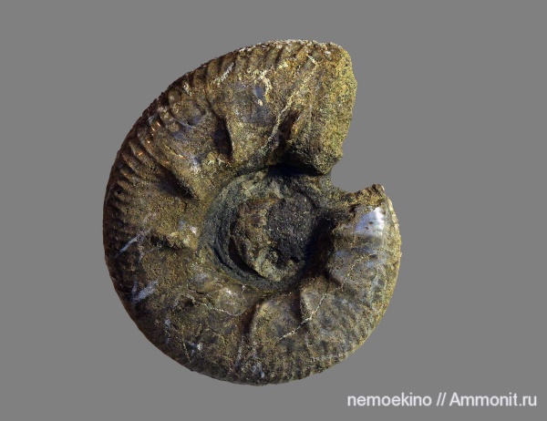аммониты, юра, Kachpurites, Ammonites, Сызрань, Kachpurites tenuicostatus, Volgian, Jurassic