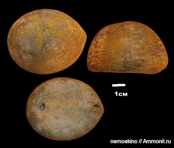 морские ежи, мел, Самарская область, Echinocorys, Cretaceous