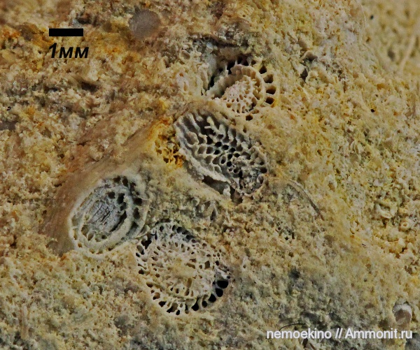 Fusulinida, Foraminifera, Сызрань