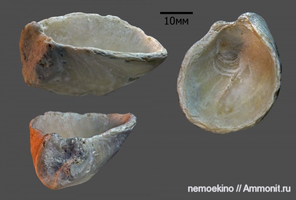 мел, двустворчатые моллюски, Самарская область, Pycnodonte