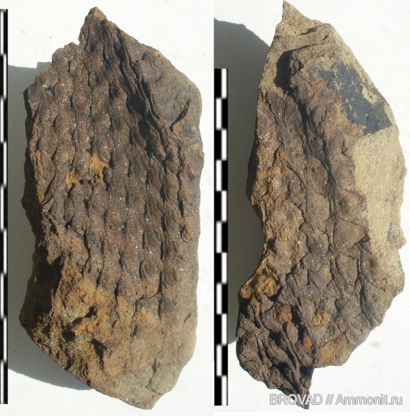 Lepidodendron, Lycopsida, cormophyta, Lepidodendron sp