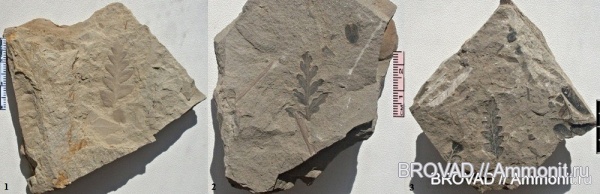Mariopteris, Pteridospermae, cormophyta
