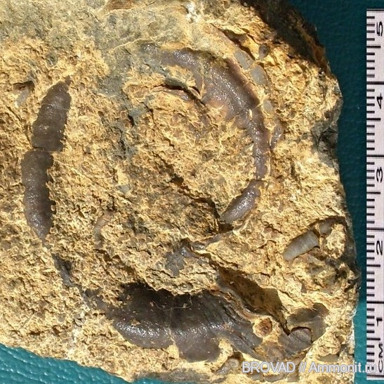 Euomphalus marginatus, Gastropoda, mollusca