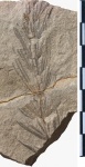 Asterophyllites equisetiformis (Schlotheim) Brongn.