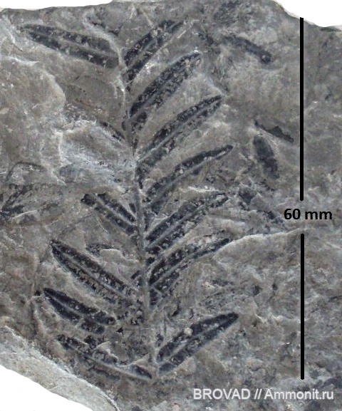 Alethopteris lonchitica, Pteridospermae, cormophyta