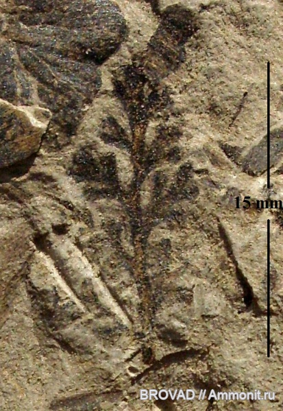 Pteridospermae, Gymnospermae, Palmatopteris furcata, cormophyta