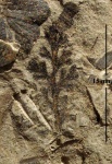 Palmatopteris furcata (Brongn.) Pot.