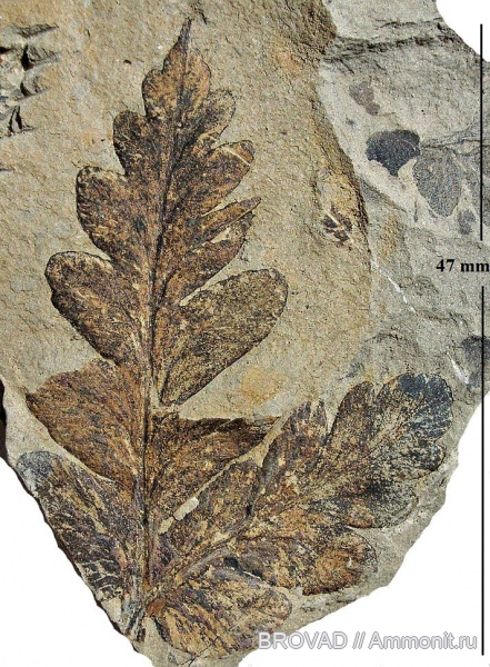 Mariopteris muricata, Pteridospermae, Gymnospermae, cormophyta