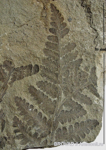 cormophyta, filicinae, Asterotheca arborescens