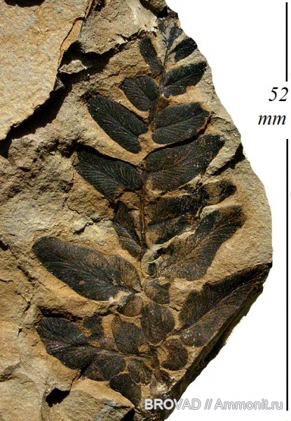 Neuropteris tenuifolia, Pteridospermae