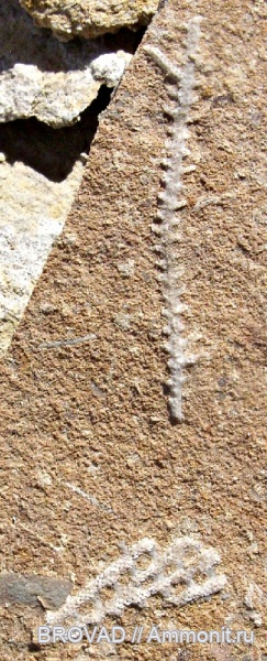 Fenestella, Bryozoa, Pinnatopora