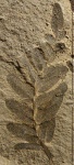 Neuropteris tenuifolia (Schloth.) Brongn.