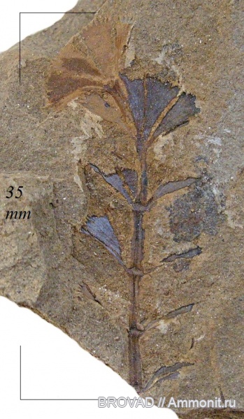 Sphenopsida, cormophyta, sphenophyllales, Sphenophyllum majus