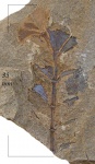 Sphenophyllum majus Bronn