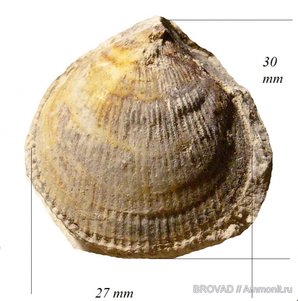 bivalvia, mollusca, Spondylus dutempleanus