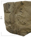 Aphlebia crispa (Gutb.) Presl.