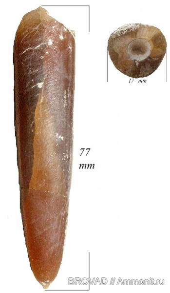cephalopoda, mollusca, Belemnitidae, Belemnitella mucronata senior