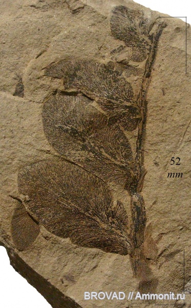Pteridospermae, Gymnospermae, cormophyta, Odontopteris Kryshtofovichii