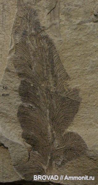 Pteridospermae, Gymnospermae, cormophyta, Odontopteris Kryshtofovichii