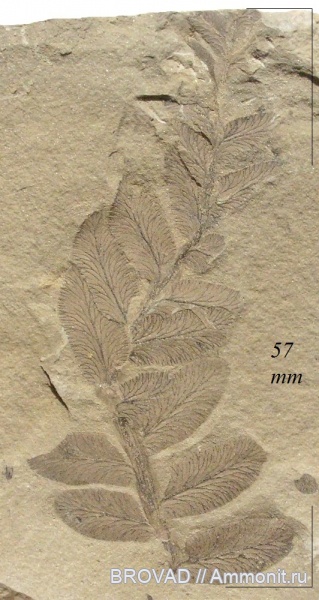 Neuropteris tenuifolia, Pteridospermae, Gymnospermae, cormophyta