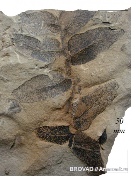 Pteridospermae, Gymnospermae, cormophyta, Odontopteris aiutensis