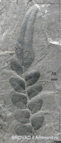 Neuropteris heterophylla, Pteridospermae, Gymnospermae, cormophyta