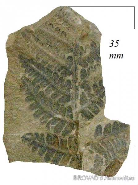 cormophyta, Pteropsida, Asterotheca sp, Felices