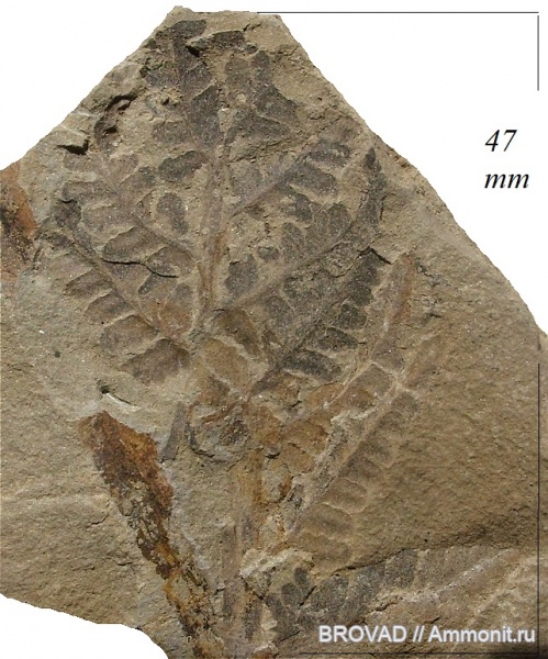 Asterotheca, cormophyta, filices