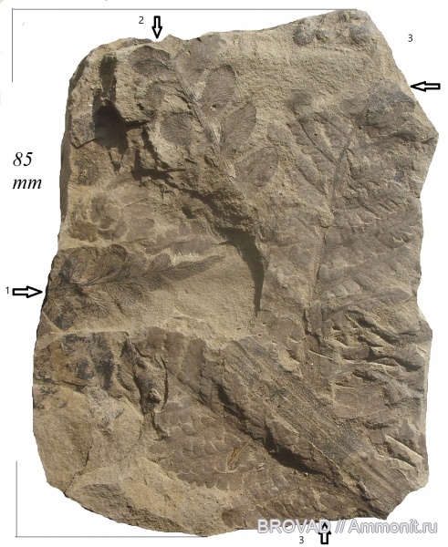 Neuropteris tenuifolia, Pteridospermae, Gymnospermae, cormophyta, Asterotheca Miltonii, Filicales, Neuropteris obliqua