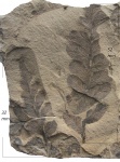 Neuropteris oblique Brongn.