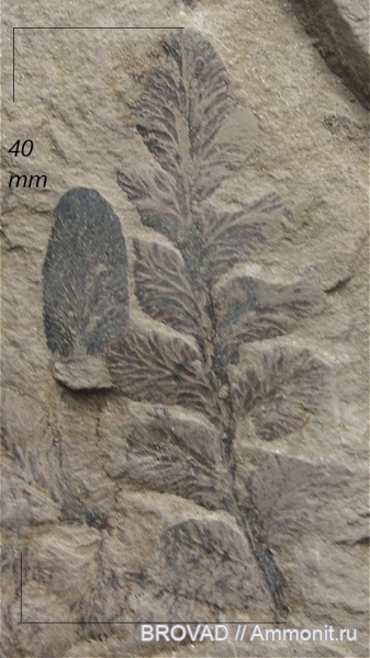 Pteridospermae, Gymnospermae, cormophyta, Neuropteris oblique