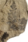 Neuropteris oblique Brongn.