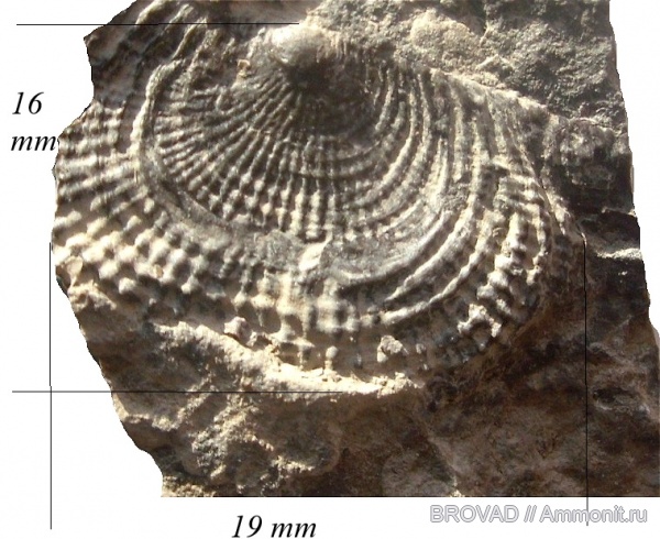 brachiopoda, Productus, Companteris sp, Articulana